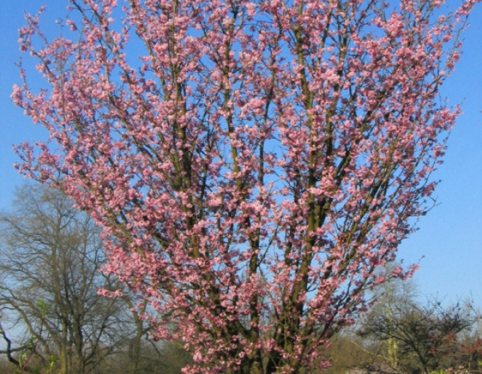 Sargentova třešeň ´Rancho´