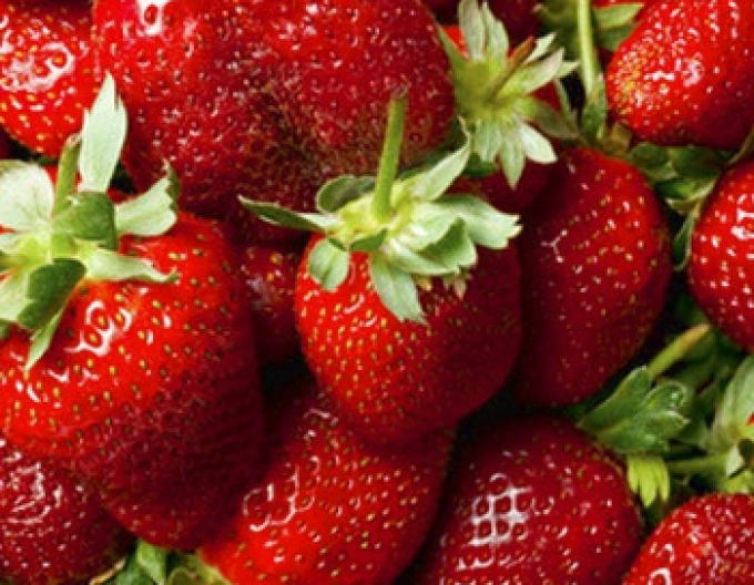 Strawberry ´Florence´ pozdní