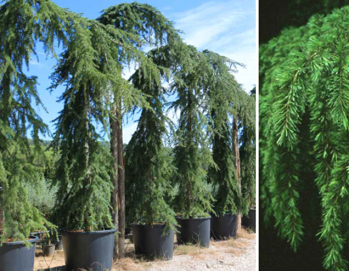 Himálajský cedr ´Pendula´ 150/170cm