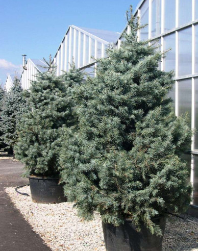 Jedle ojíněná ’Glauca’