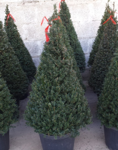 Tis červený ´Cono´