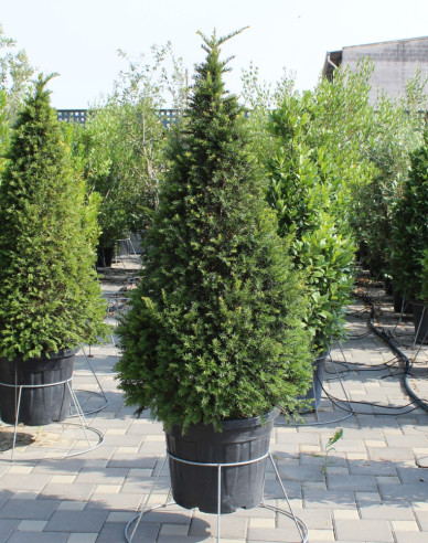 Tis červený ´Cono´