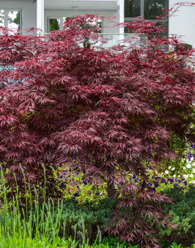 Javor dlanitolistý Garnet na kmínku 190cm