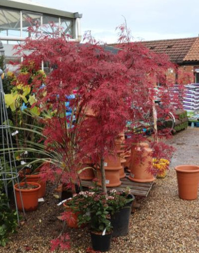 Javor dlanitolistý Garnet na kmínku 190cm