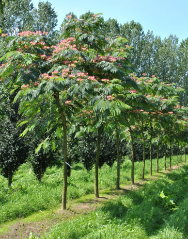 Albizia růžová 125 - 150cm