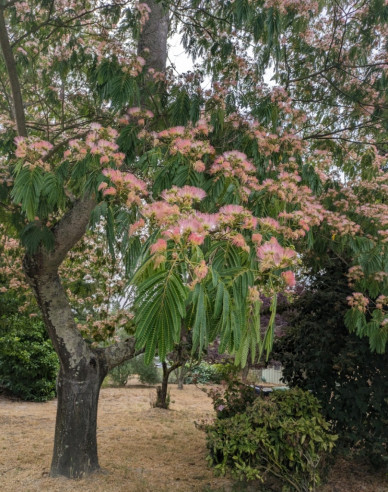 Albizia růžová 125 - 150cm