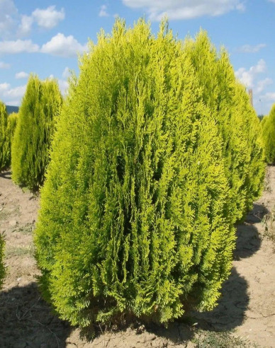 Zerav východní  Aurea Nana