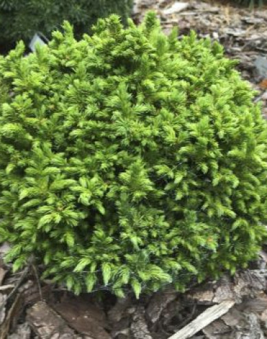 Kryptomerie japonska ´Elegans Nana ´