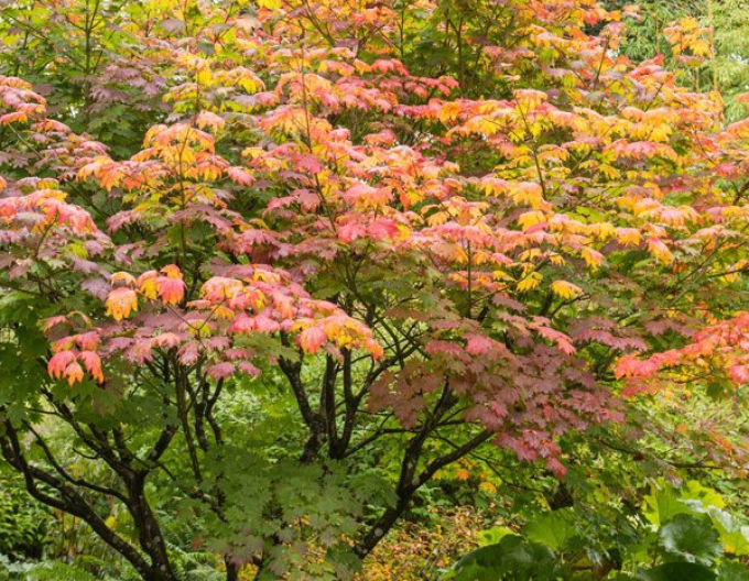 Japonský javor Vitifolium