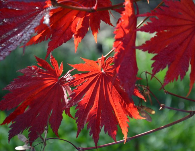 Japonský javor Vitifolium