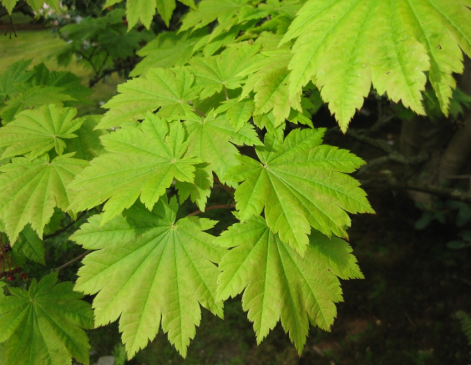 Japonský javor Vitifolium