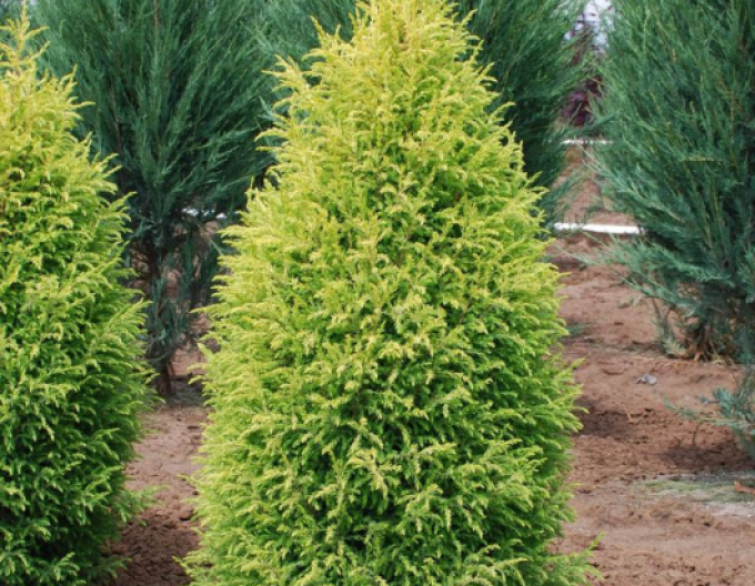 Jalovec ´Gold Cone´