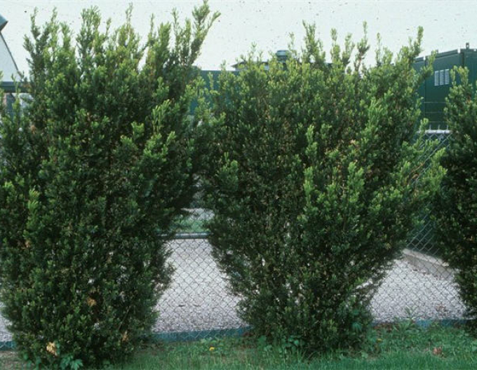 Sloupovitý tis Hicksii