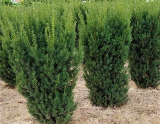 Sloupovitý tis Hicksii