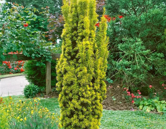 Sloupovitý tis ´Aurea´