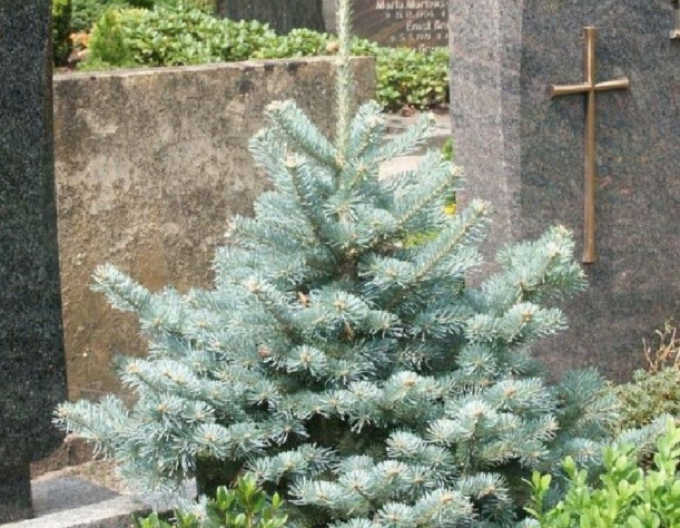 Jedle plstnatoplodá ´Compacta´