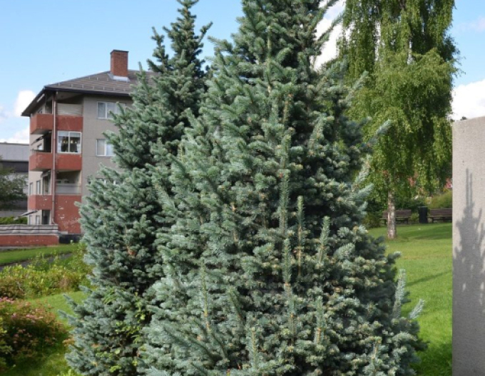 Jedle plstnatoplodá ´Compacta´