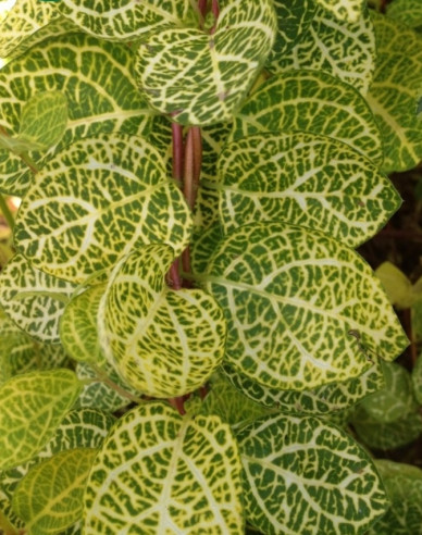 Zimolez japonský ´Aureoreticulata ´