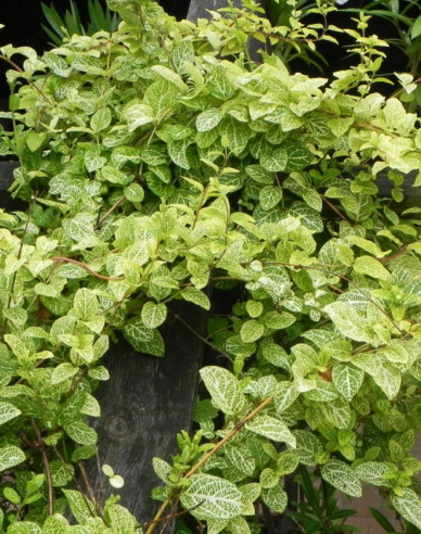 Zimolez japonský ´Aureoreticulata ´