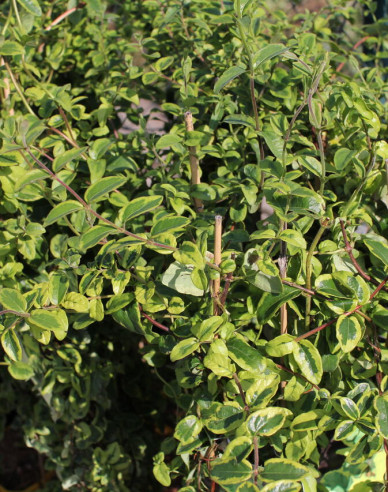 Zimolez japonský ´Kogel - Mogel´