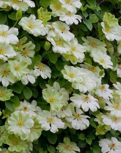 Clematis Guernsey Cream