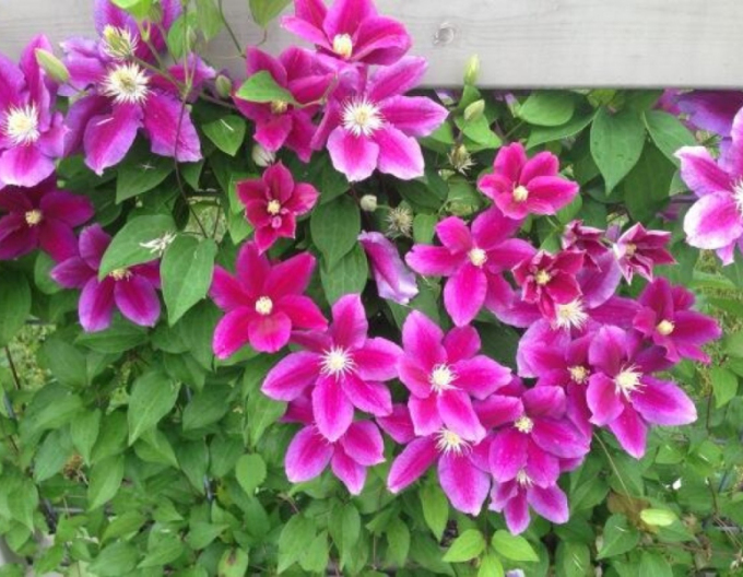 Clematis ´Hania´