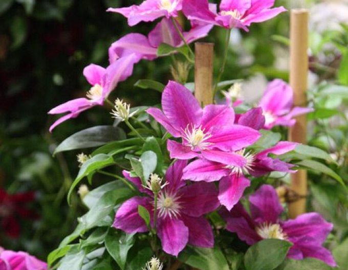 Clematis ´Hania´