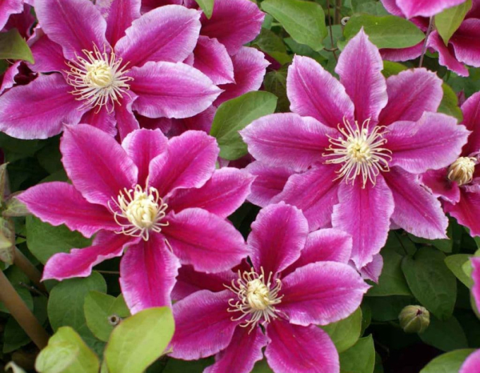 Clematis ´Hania´