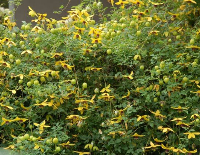 Clematis tangutský ´Golden Tiara´