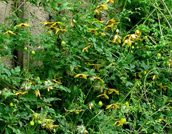 Clematis tangutský ´Golden Tiara´