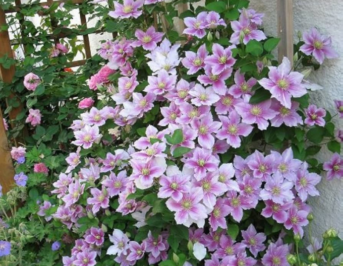 Clematis Piilu