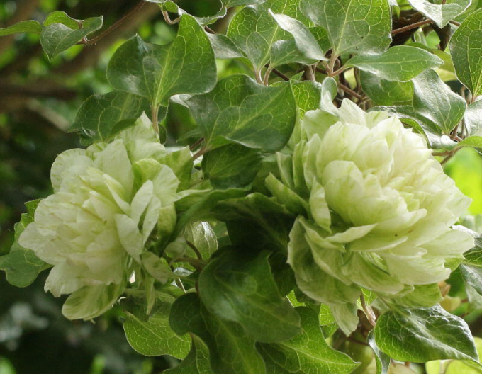 Clematis ´Kohana´