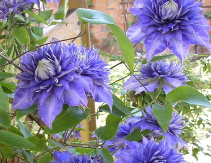 Clematis ´Multiblue´