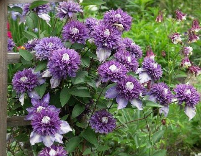Clematis ´Multiblue´