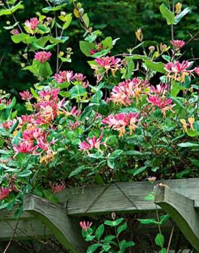 Zimolez heckrotii ´Goldflame´