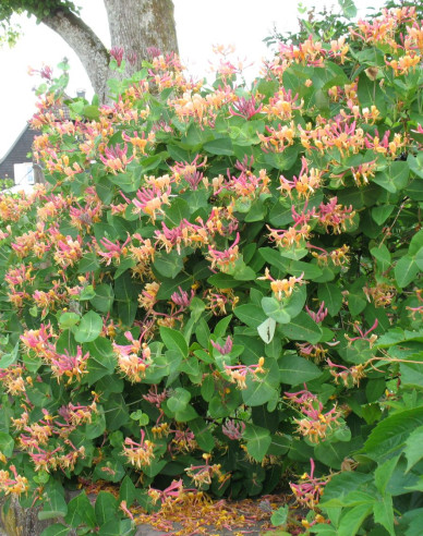 Zimolez heckrotii ´Goldflame´