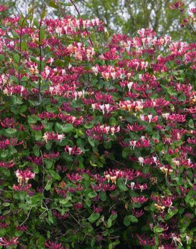 Zimolez ovíjivý ´Belgica´