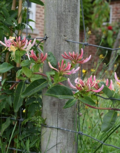 Zimolez ovíjivý ´Belgica´