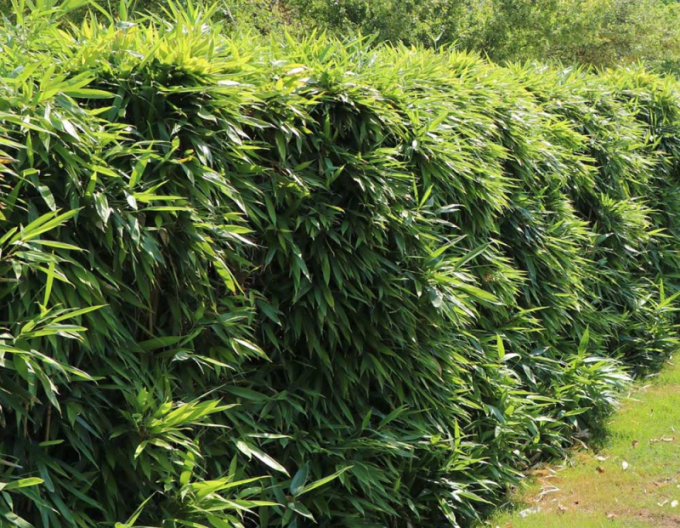 Bambus ´Fargesia Robusta Formidable´