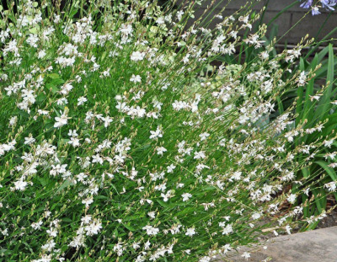 Svíčkovec ´White Dove´