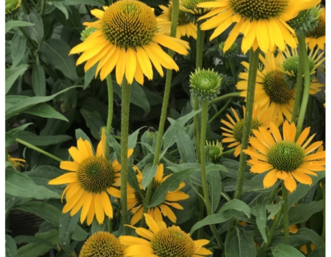 Třapatkovka nachová Kismet Yellow