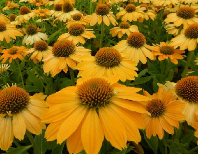 Třapatkovka nachová Kismet Yellow
