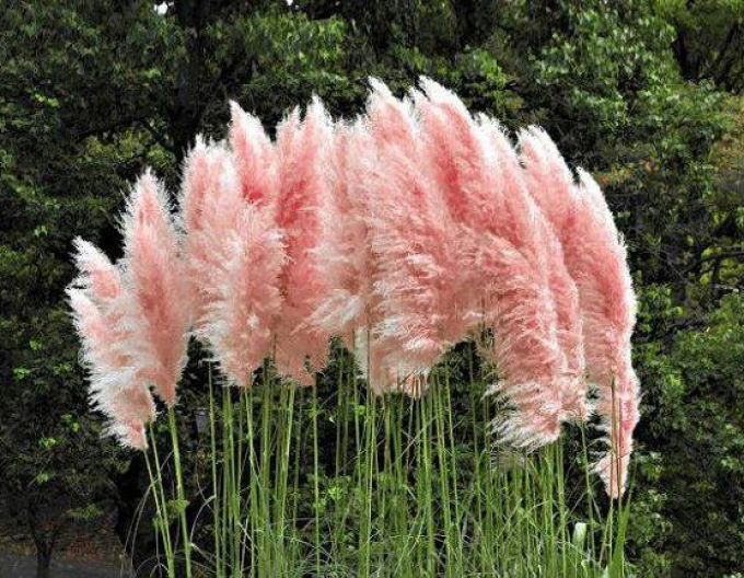 Pampová tráva ´Rose Plume´