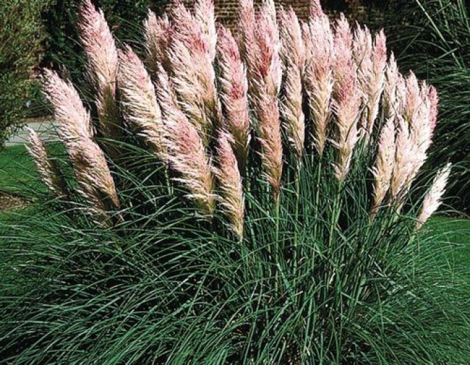Pampová tráva ´Rose Plume´