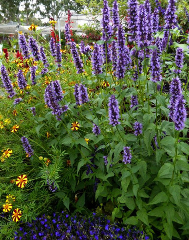 Agastache ´Black Adder´