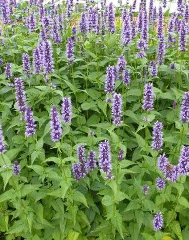 Agastache ´Black Adder´