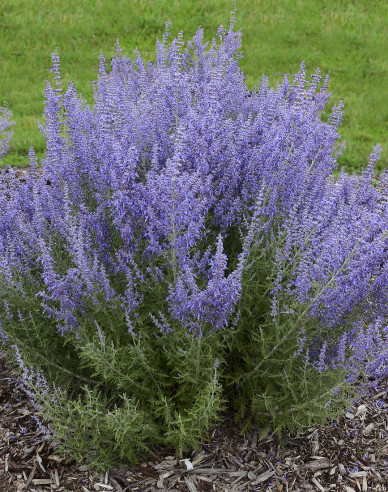 Perovskia ´Russian Sage´