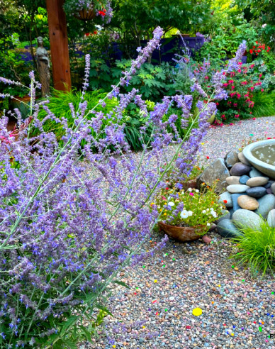 Perovskia ´Russian Sage´