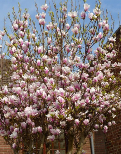 Šácholan ´Festirose´