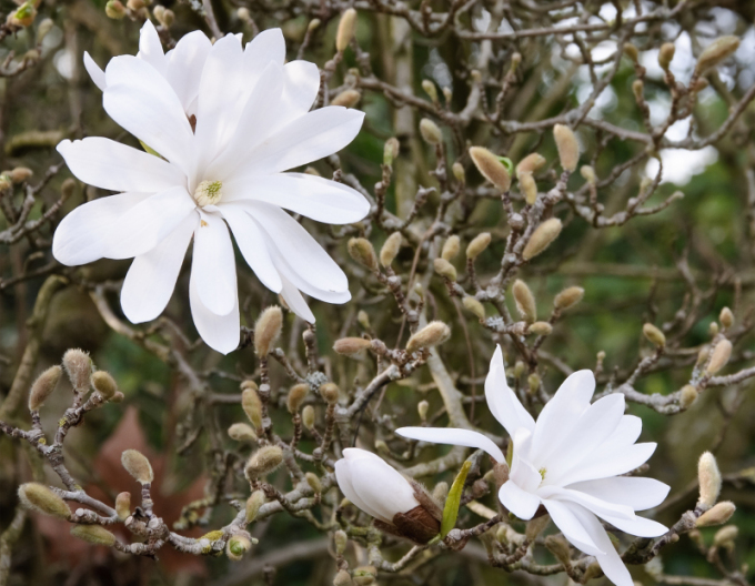 Šácholan Stellata